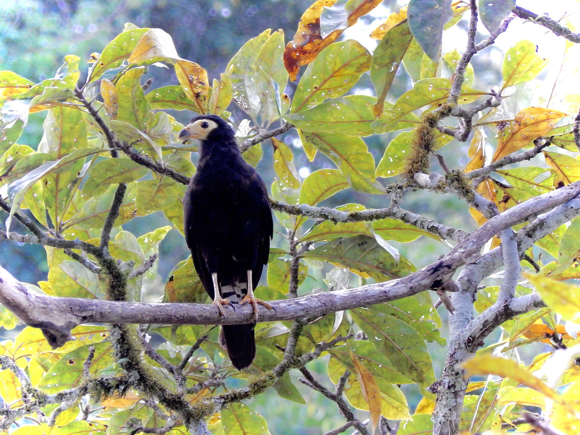 Imagem de referência de Reserva Biológica do Tapirapé, descrito nos dados abertos como reserva Biológica do Tapirapé de nível Federal, localizado (a) em Marabá (PA), São Félix do Xingu (PA)