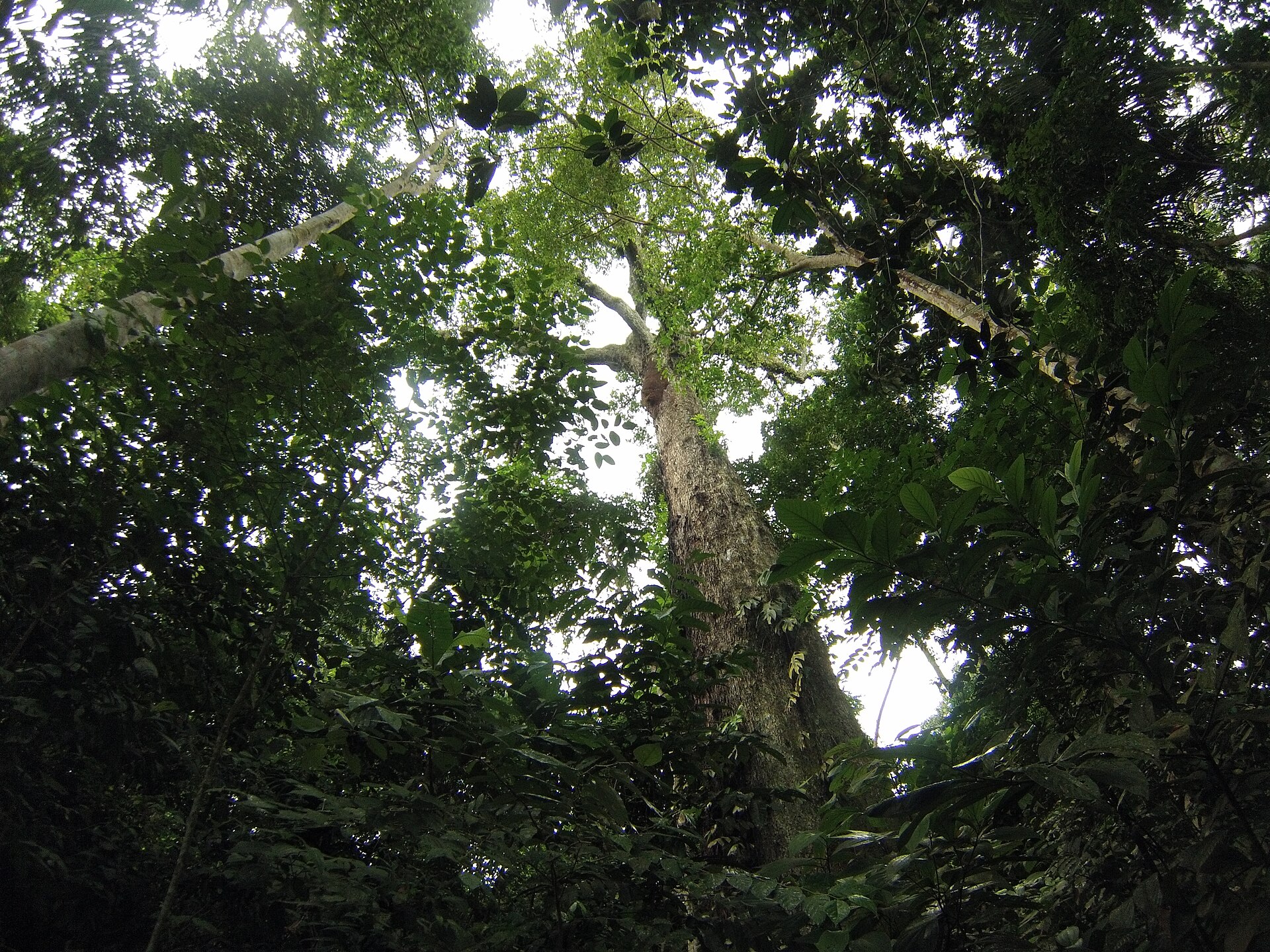 Imagem de referência de Floresta Nacional de Tefé, descrito nos dados abertos como floresta Nacional de Tefé de nível Federal, localizado (a) em Alvarães (AM), Carauari (AM), Juruá (AM), Tefé (AM), Uarini (AM)