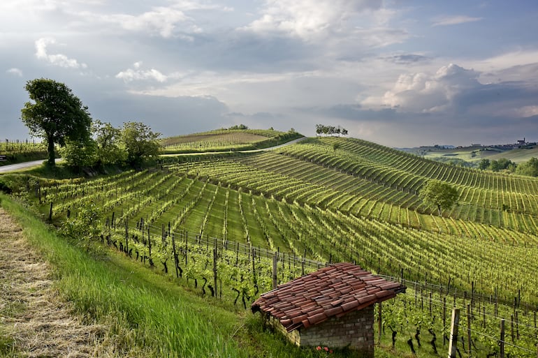 Barbera celebra boa safra, mas acende alerta sobre o futuro do vinho italiano