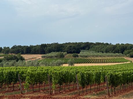 Vinhos dos Bálcãs: rótulos ainda pouco conhecidos no Brasil ganham destaque internacional