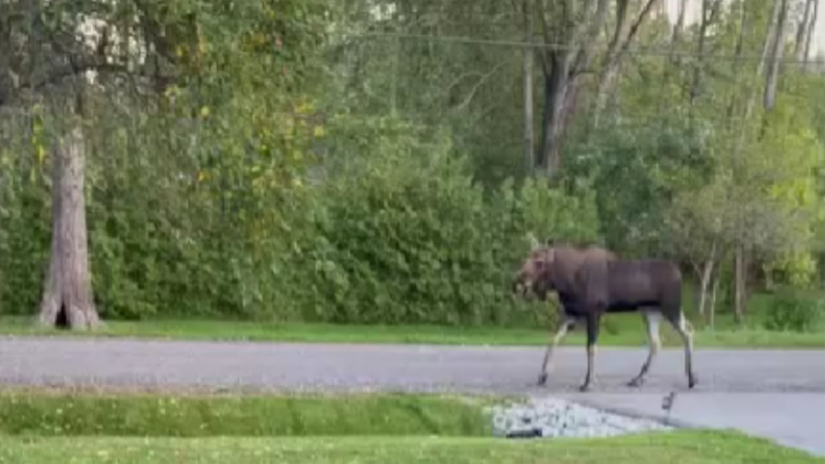 Moose on the loose in this small Tay Township, Ont. community