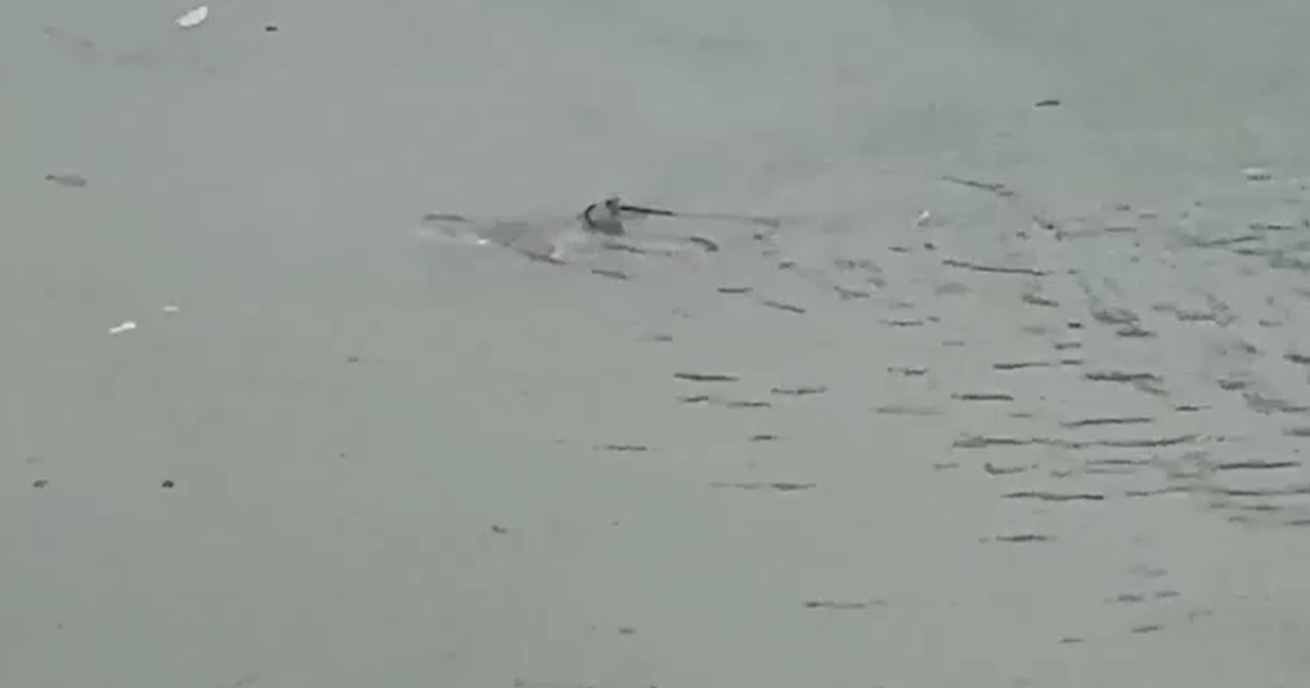 Tubarão é filmado nadando em rua alagada durante tempestade em Nova Jersey