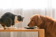 Petiscos para cães: veterinária explica quais opções oferecer e quando dar