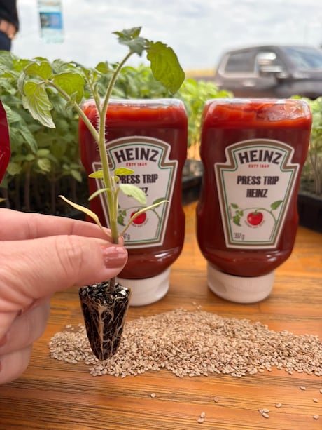 Do campo ao ketchup: a operação por trás de um dos produtos mais populares da mesa