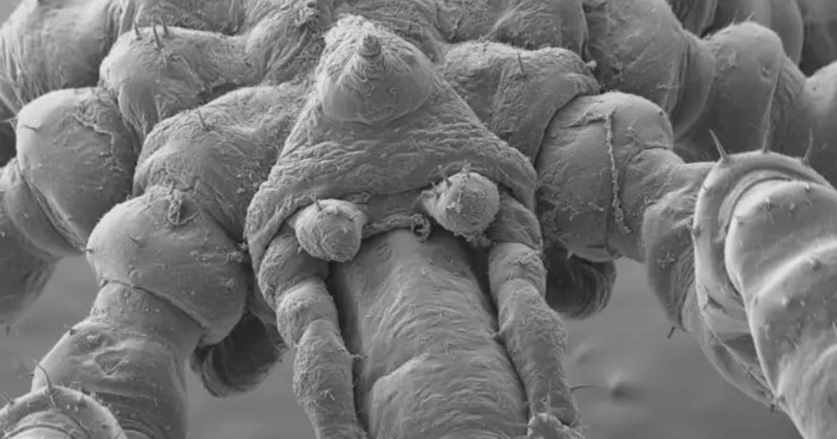 Nova espécie de aranha-do-mar com pernas peludas, três lábios e olhos vermelhos é descoberta