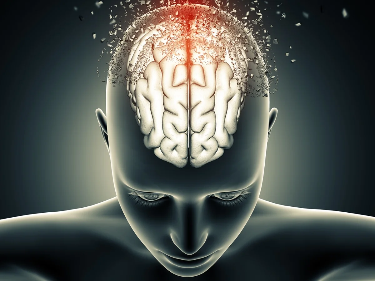 Estudo sugere que cérebro tem duas origens distintas no desenvolvimento