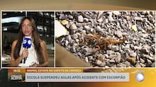Nova espécie de aranha-do-mar com pernas peludas, três lábios e olhos vermelhos é descoberta