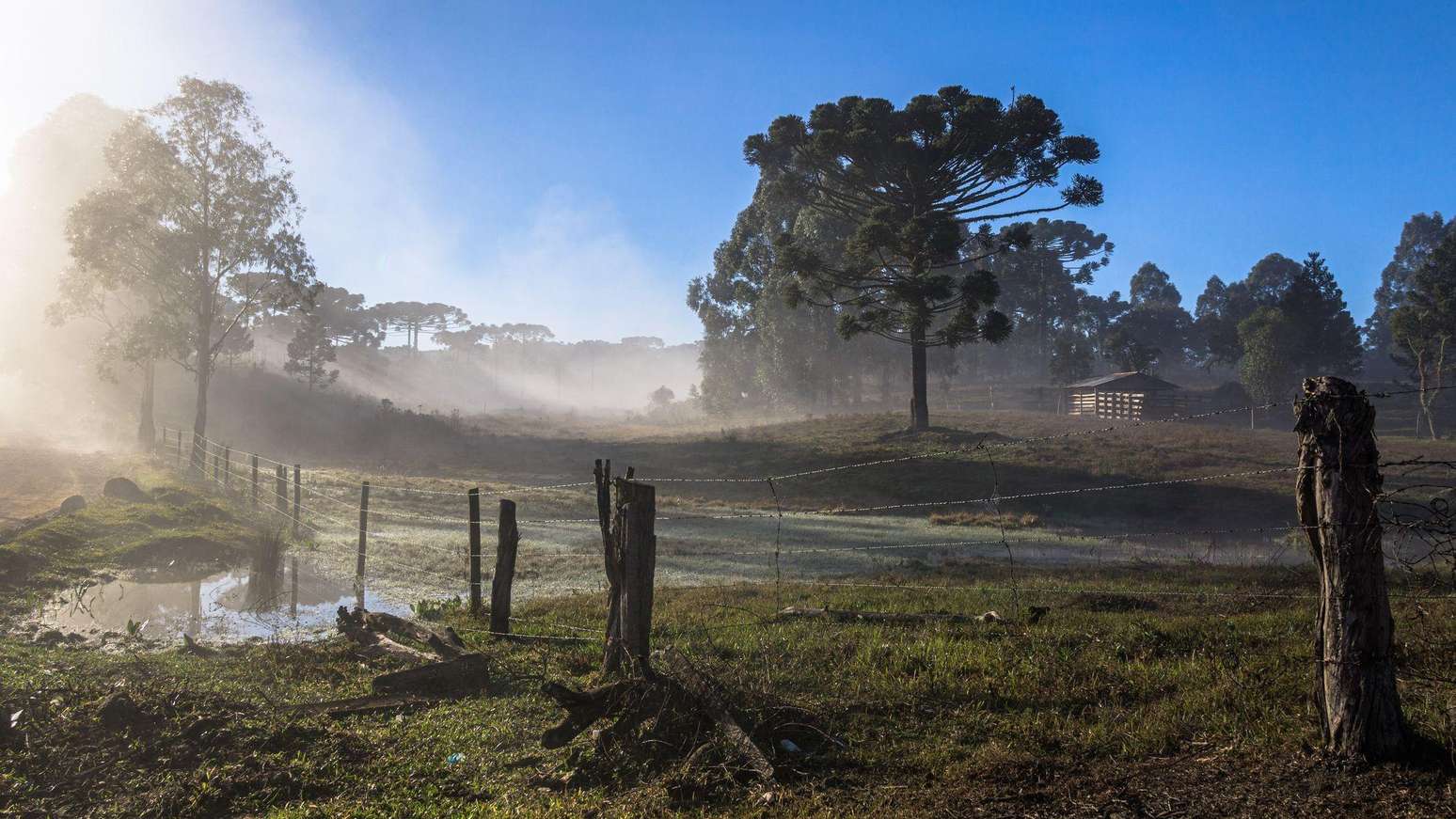 Araucária em paisagem rural de inverno em Pinhão (PR); El Niño deve intensificar a atuação de massas de ar frio no Sul do país durante a primavera