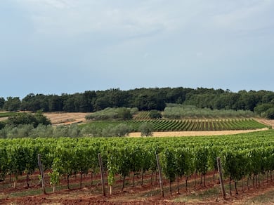 Vinhos dos Bálcãs: rótulos ainda pouco conhecidos no Brasil ganham destaque internacional