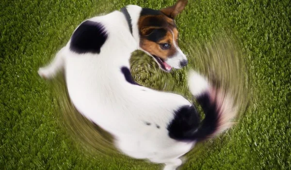 Petiscos para cães: veterinária explica quais opções oferecer e quando dar
