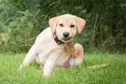 Petiscos para cães: veterinária explica quais opções oferecer e quando dar