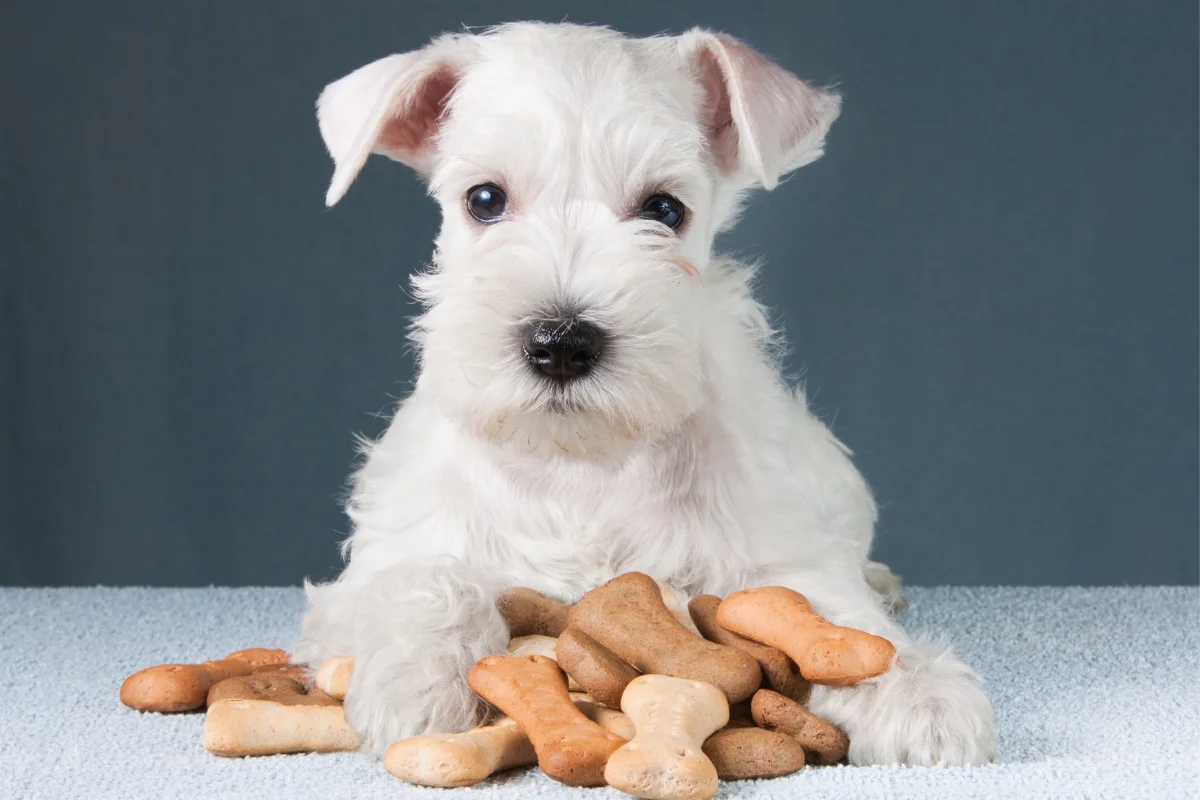 Petiscos para cães: veterinária explica quais opções oferecer e quando dar