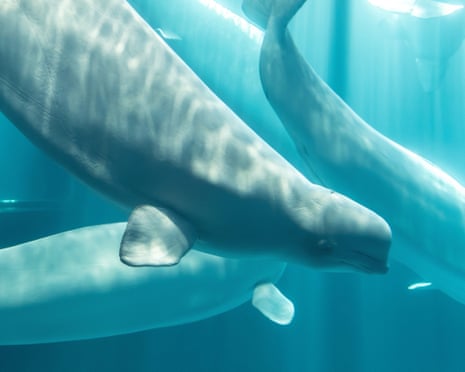whales in blue water