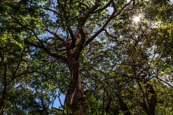 Assacu: árvore amazônica possui frutos “explosivos” e produz “leite” tóxico