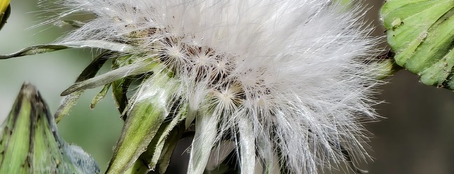 Os 5 melhores celulares topo de linha testados pelo TechTudo até agora