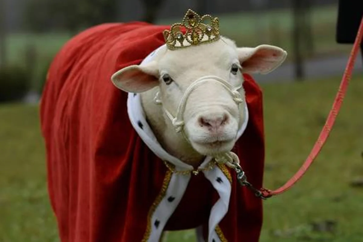 Ovelha Chanel, estrela do TikTok, morreu após parada cardíaca, diz tutora
