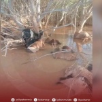 A municipalidade de Sorman alerta para suspeitas de incêndio criminoso na floresta do norte