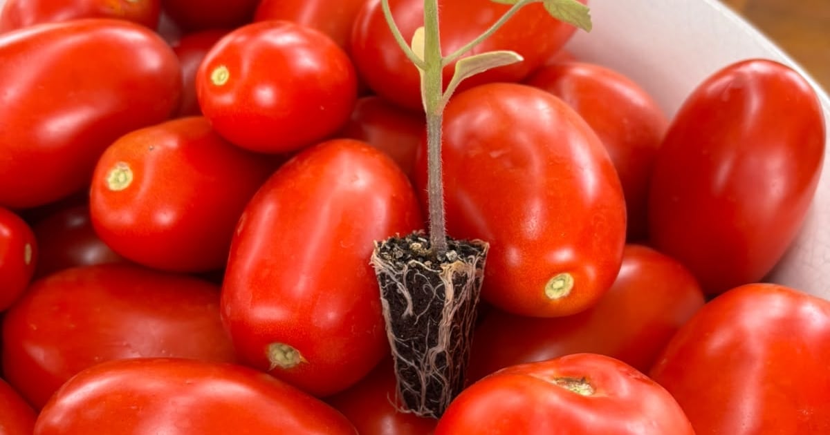 Do campo ao ketchup: a operação por trás de um dos produtos mais populares da mesa
