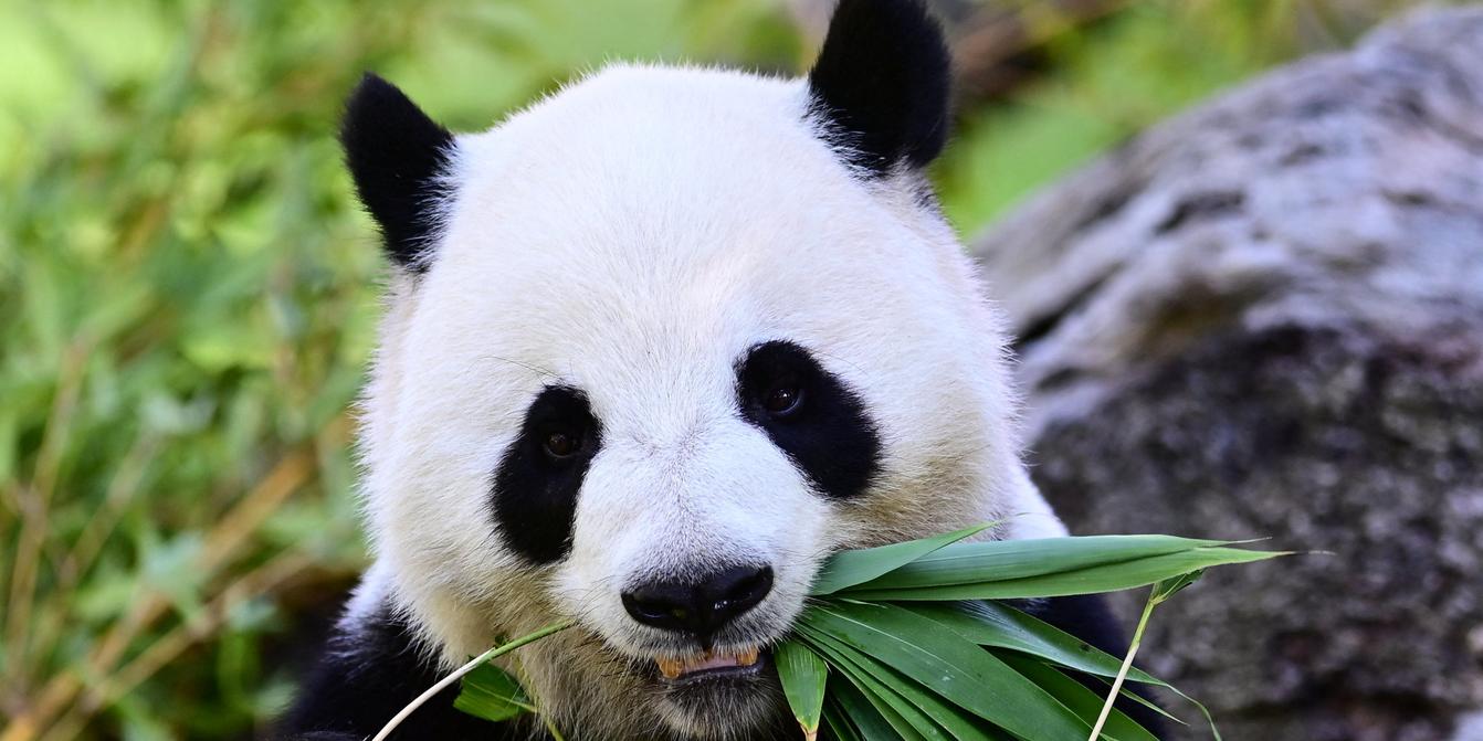 A China envia dois panda-gigantes para os Estados Unidos como gesto de diplomacia