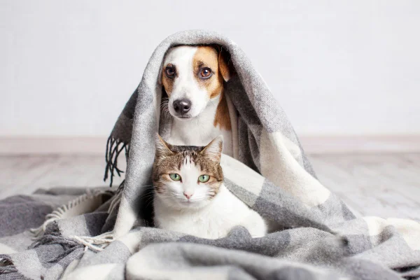 Petiscos para cães: veterinária explica quais opções oferecer e quando dar