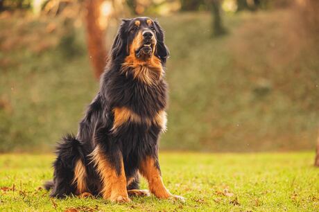Hovawart: conheça o cachorro alemão que tem forte instinto protetor e apego à família