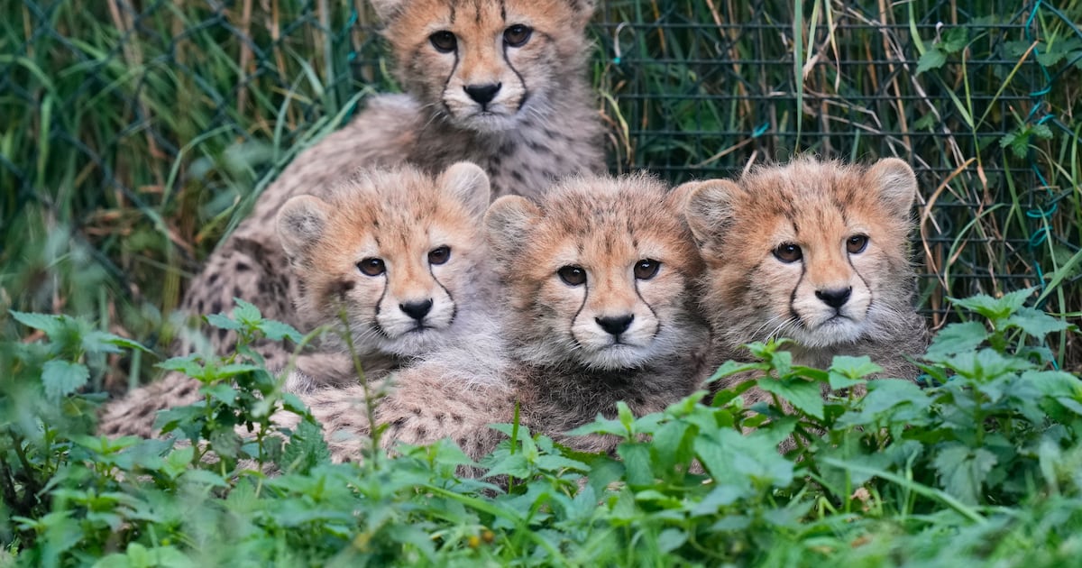Cachorros-leopardo recém-nascidos no Zoológico de Praga 'em boas condições' após tempestades fortes e doença da mãe