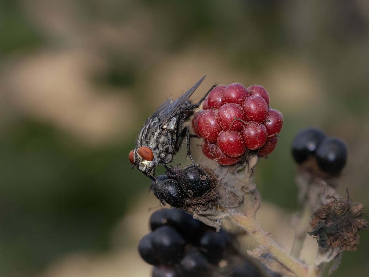 Para el experimento, los expertos utilizaron moscas de frutas