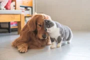 Petiscos para cães: veterinária explica quais opções oferecer e quando dar
