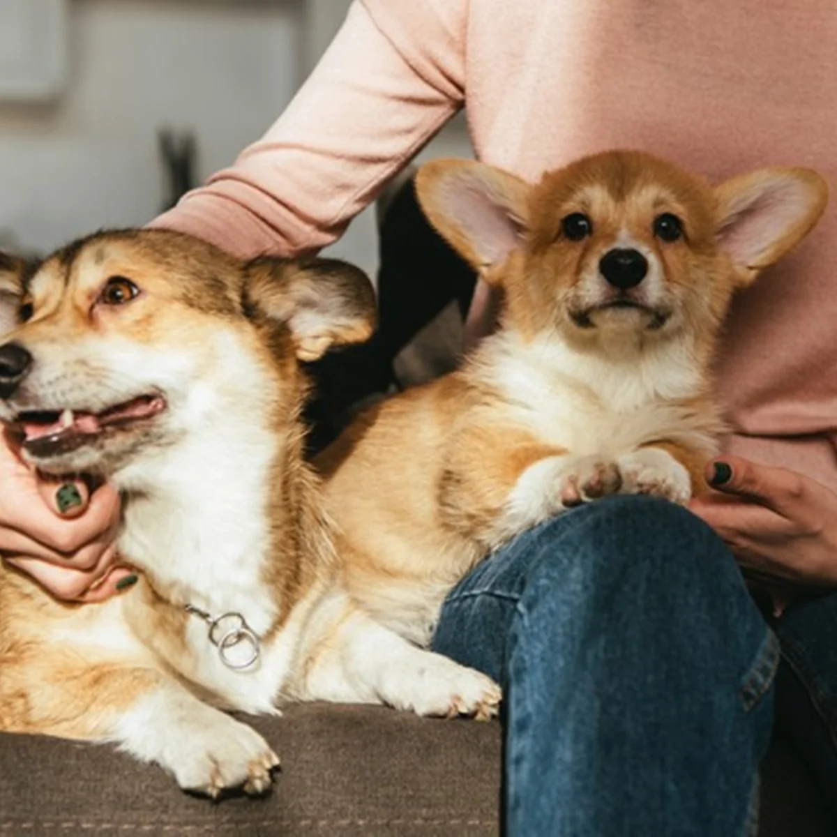 Cérebro de cães tem habilidade ligada à fala semelhante à dos humanos