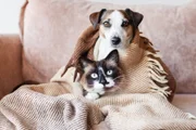 Petiscos para cães: veterinária explica quais opções oferecer e quando dar