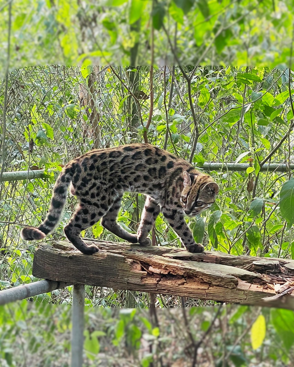 Gato tilcayo. Um dos únicos exemplares conhecidos está no Refúgio de Vida Selvagem La Senda Verdeem La Paz, Bolivia. Ele recebeu o nome de Tigrino — Foto: Paola Nogales