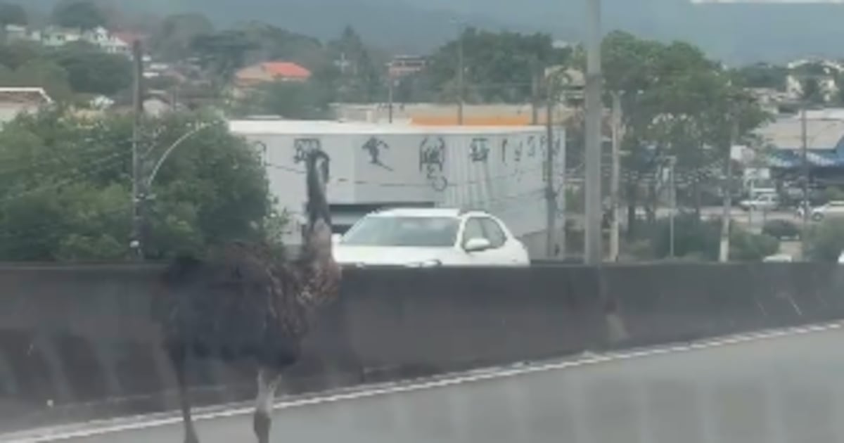 VÍDEO: ave de grande porte é flagrada correndo entre veículos em viaduto na zona oeste do Rio