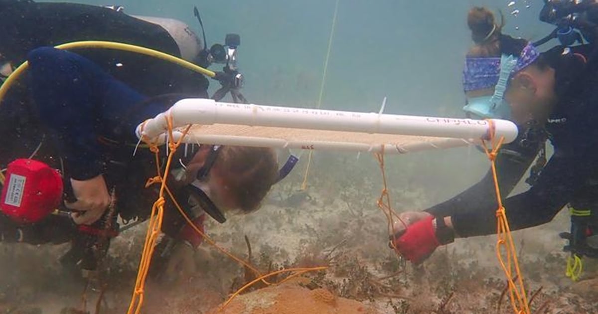 Sombra e água fresca? Guarda-sol subaquático protege recifes de coral do calor no mar