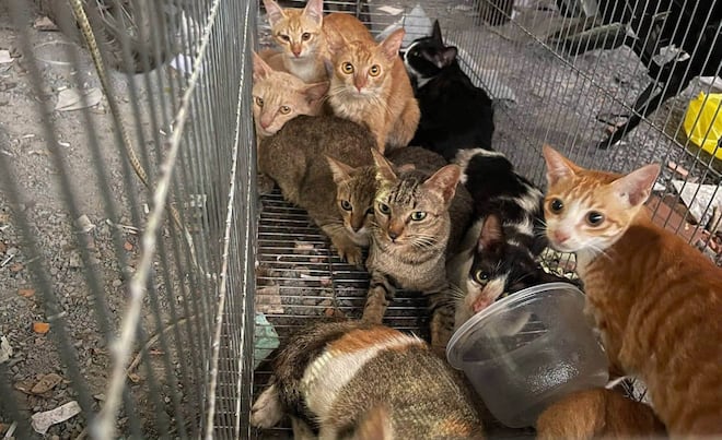 Polícia prende quadrilha que roubou mais de 2.700 gatos que seriam mortos para consumo