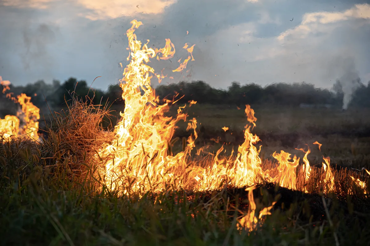 Imagem da matéria: Cerrado é preparado para o fogo, mas incêndio frequente evita recuperação