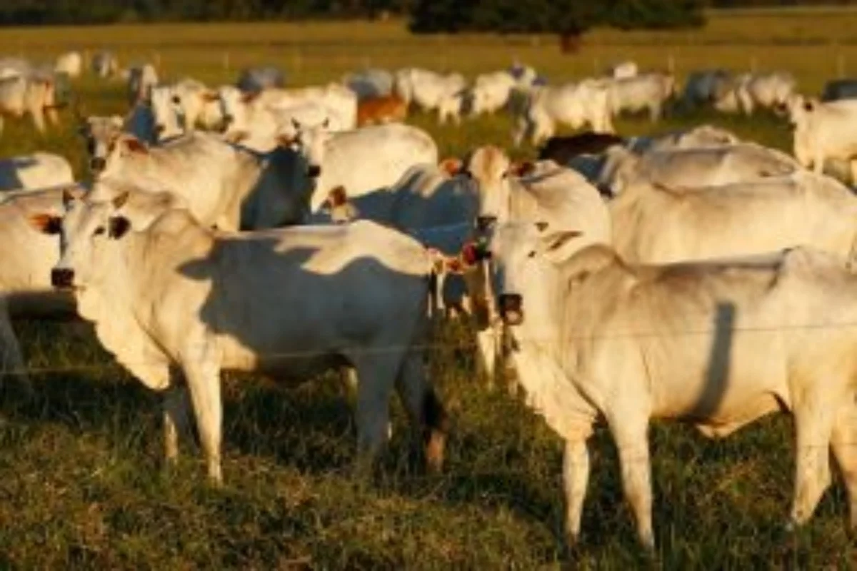 Exportação de carne para China caiu 93,5% após Brasil atingir 100% da cota
