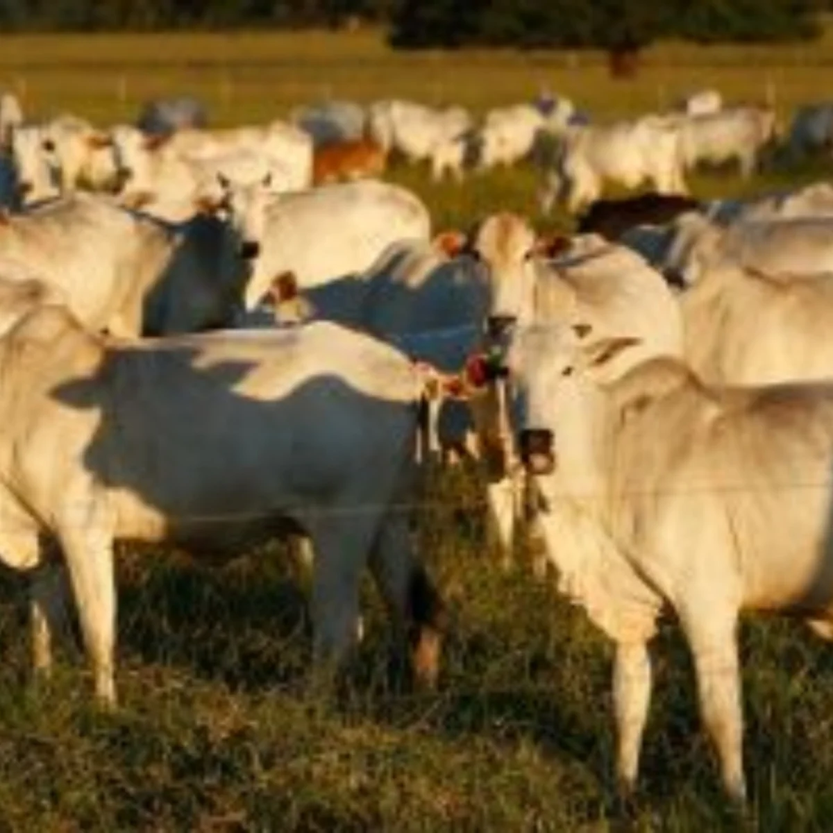 Exportação de carne para China caiu 93,5% após Brasil atingir 100% da cota
