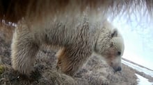 Concurso de fotos ‘Comédia da Vida Selvagem’ anuncia finalistas, conheça alguns dos favoritos