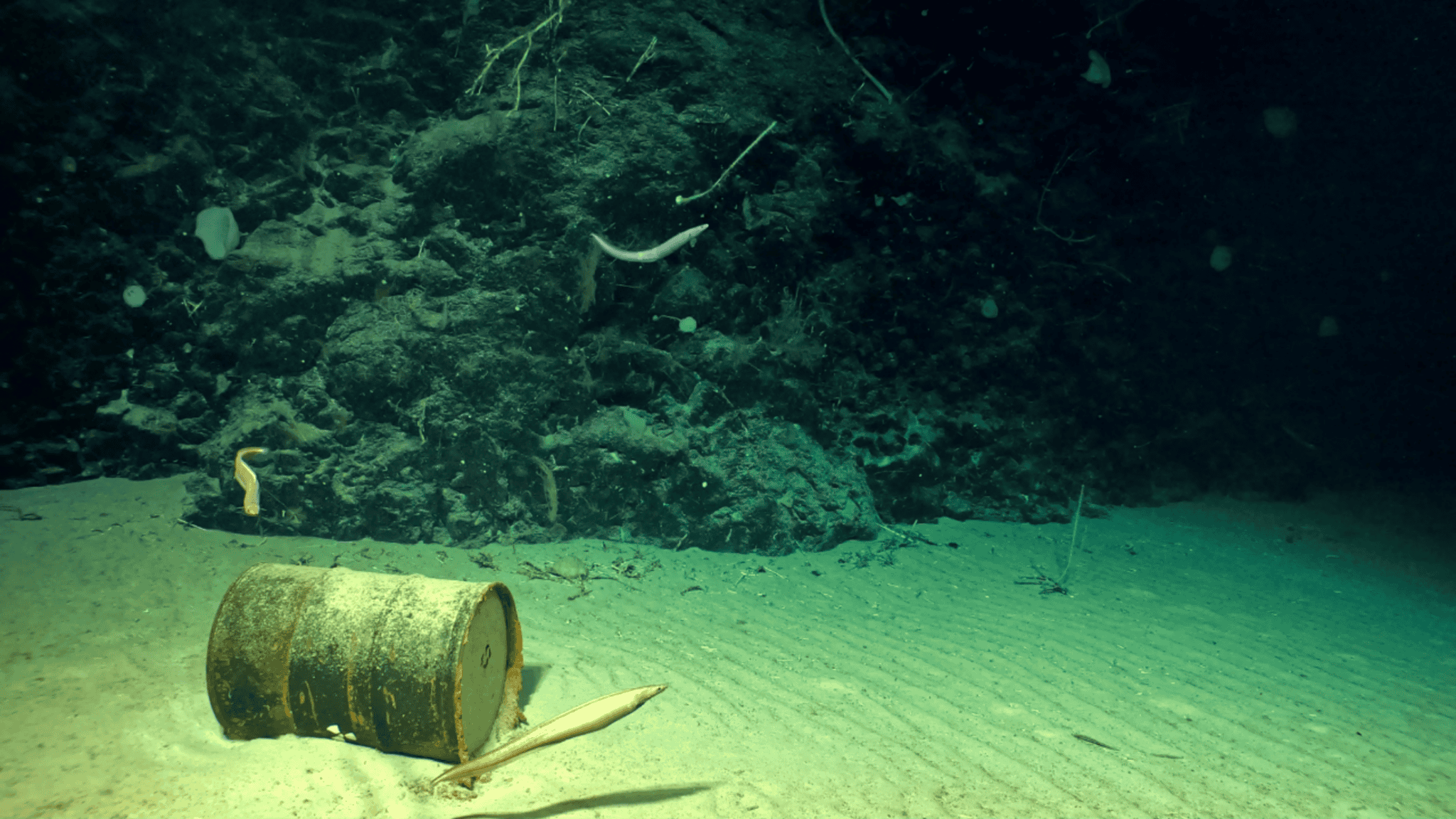 Lixo radioativo no Oceano Atlântico e vida marinha ao seu redor