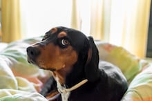 Saiba como ensinar o seu cachorro a voltar para casa