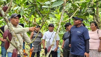 En Panamá los indígenas de la comarca Ngäbe Buglé miran hacia el cultivo del cacao
