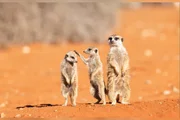 Comédia animal: veja 8 das fotos mais engraçadas da vida selvagem de 2026