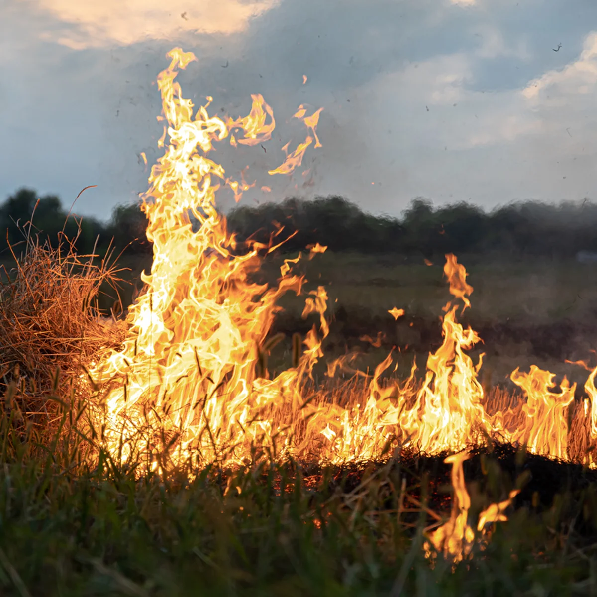 Cerrado é preparado para o fogo, mas incêndio frequente evita recuperação