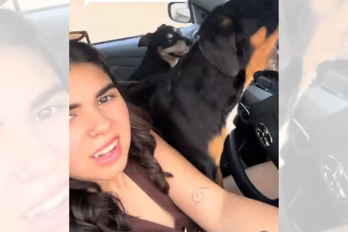Imagem da matéria: Mulher faz carinho em cães na rua e tem carro invadido pelos animais