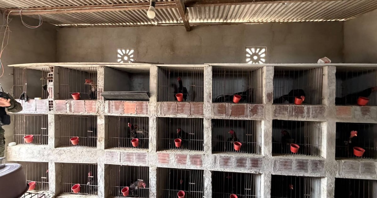 Suspeitos de homicídio são presos com mais de 60 animais em situação de maus tratos, na Paraíba